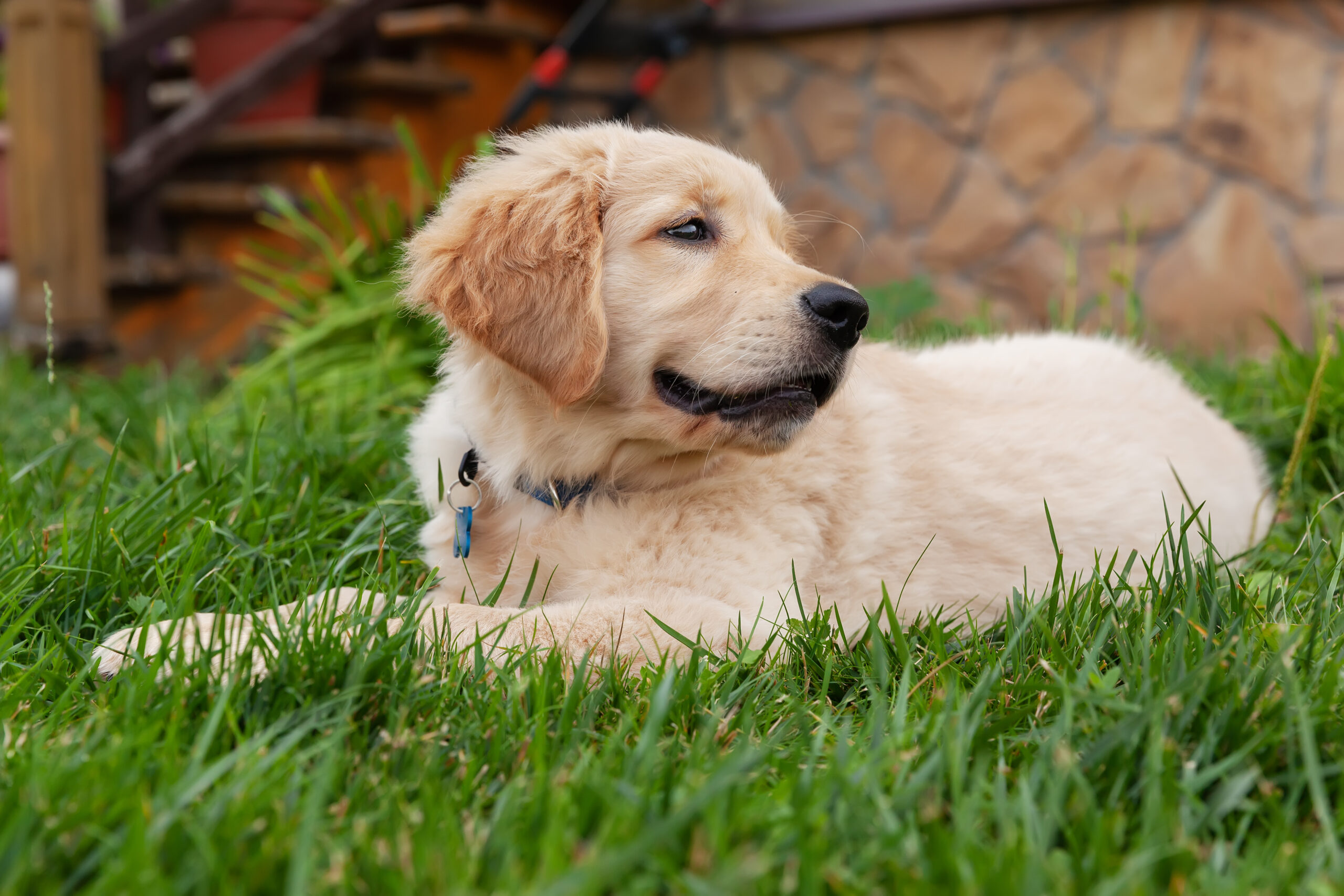 Happy Golden retriever is lying in the green grass backyard.
